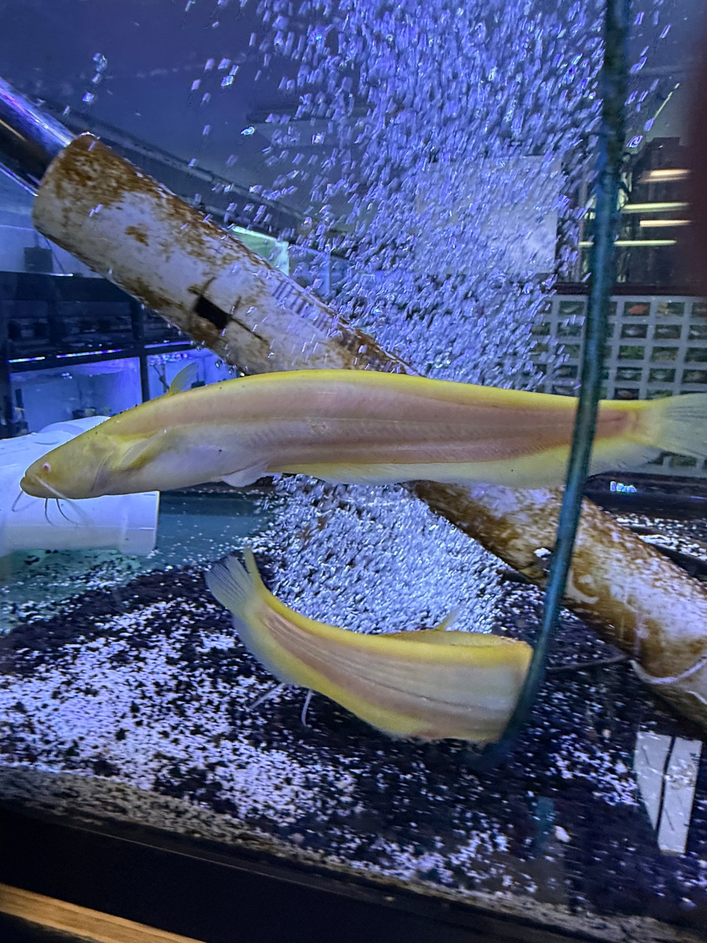 Albino Red Eye Chinese Wels Catfish (Silurus meridionalis)