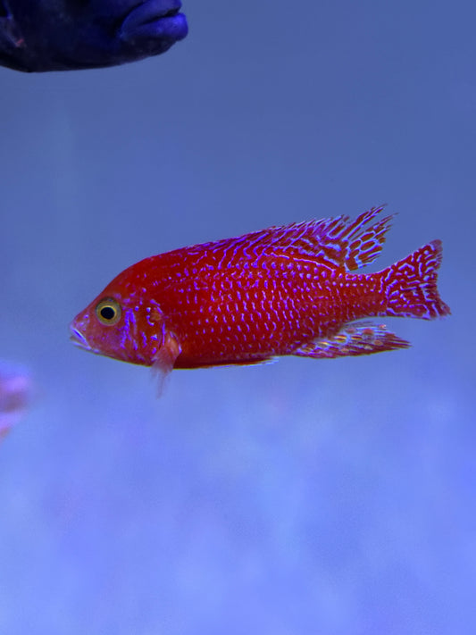 Super red dragon blood peacock cichlid