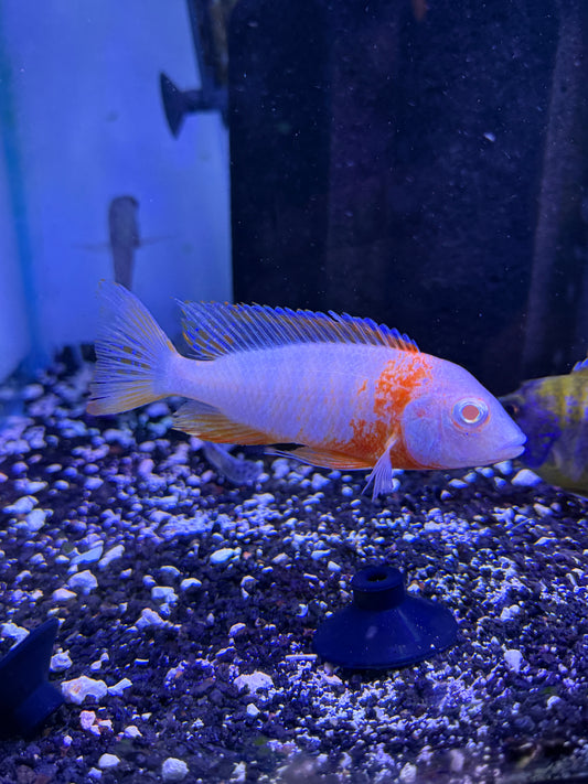 Albino Strawberry Peacock Cichlid (Aulonocara sp.)