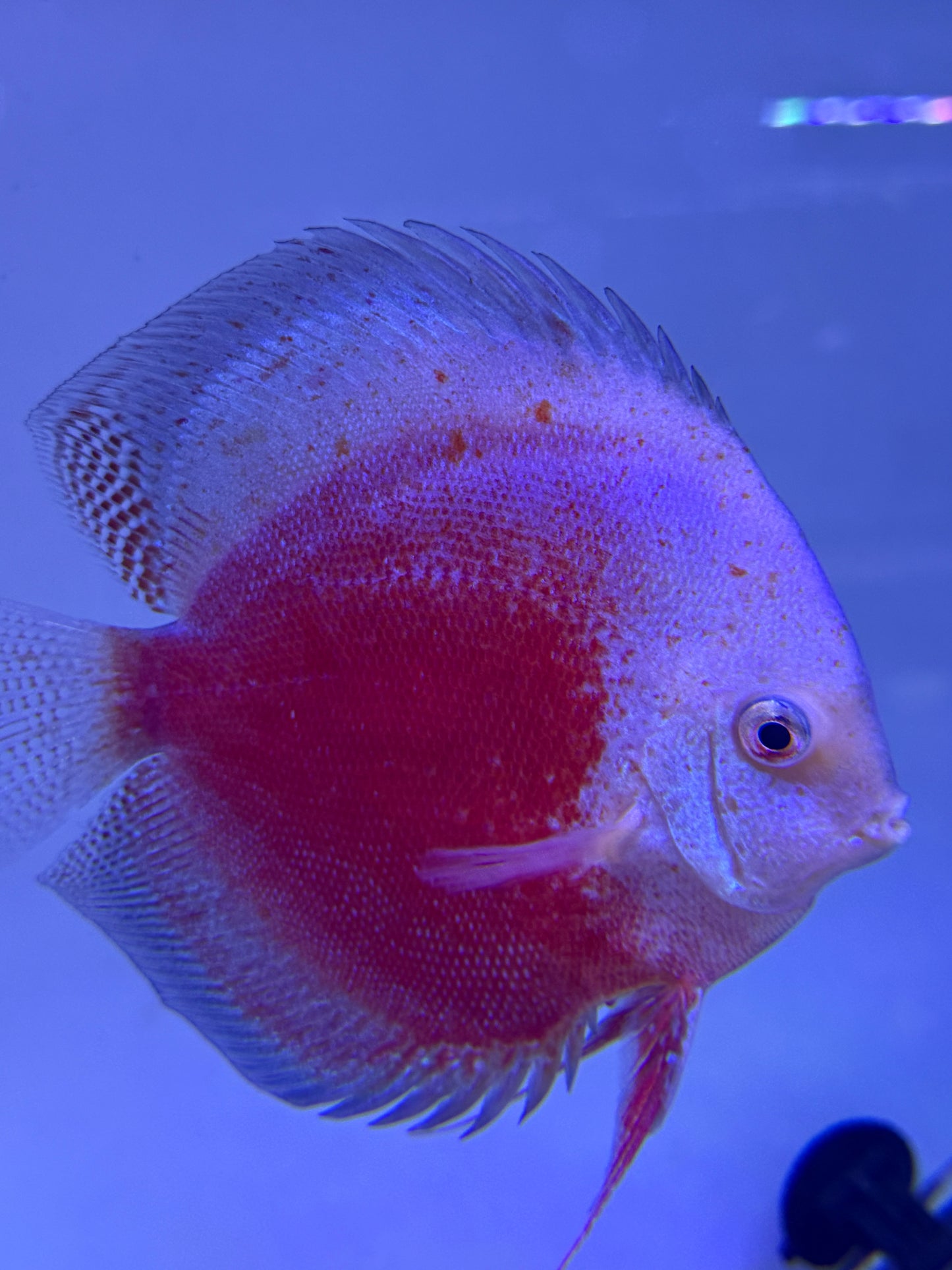 Red White Speckled  Discus