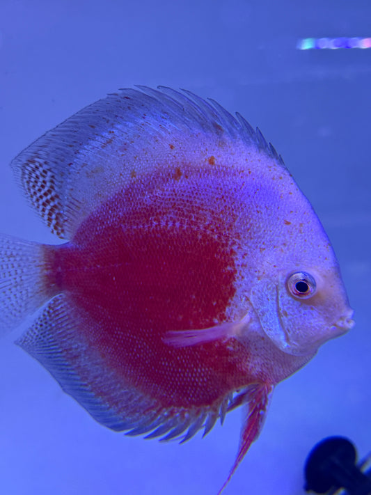 Red White Speckled  Discus