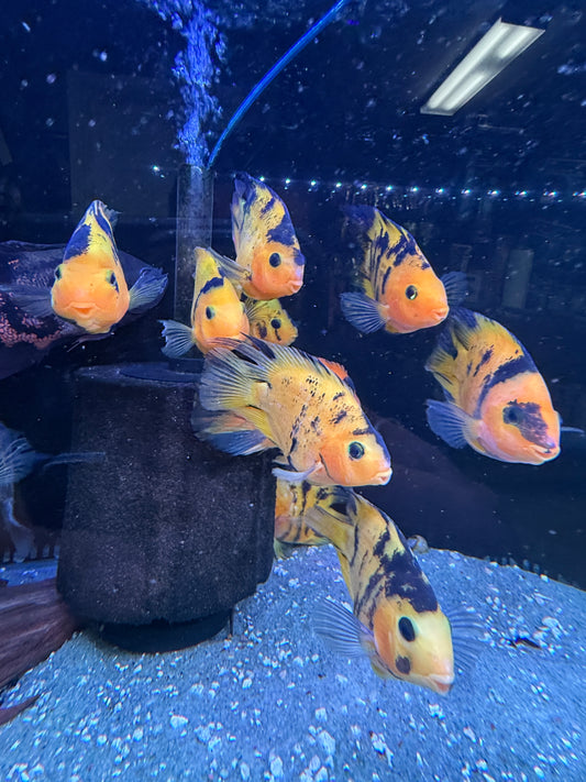 Yellow Tiger Parrot Ingot