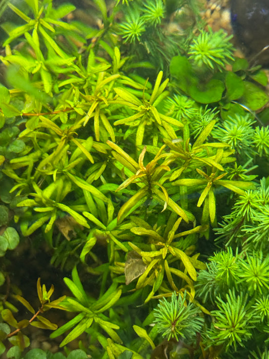 ROTALA RAMOSIOR 'RED CROSS' Plant