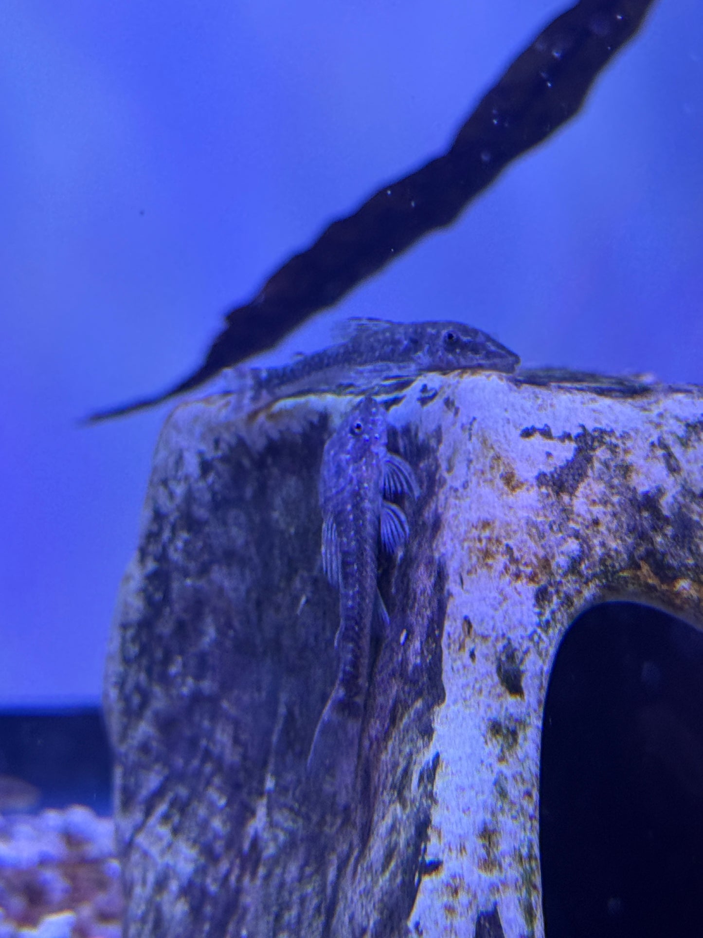 Galaxy Otocinlus (Parotocinclus haroldoi) Golden Galaxy Oto