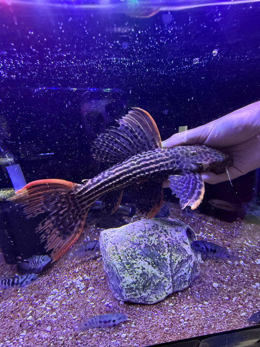 L025 Scarlet Pleco 7 Pointer Sao Felix