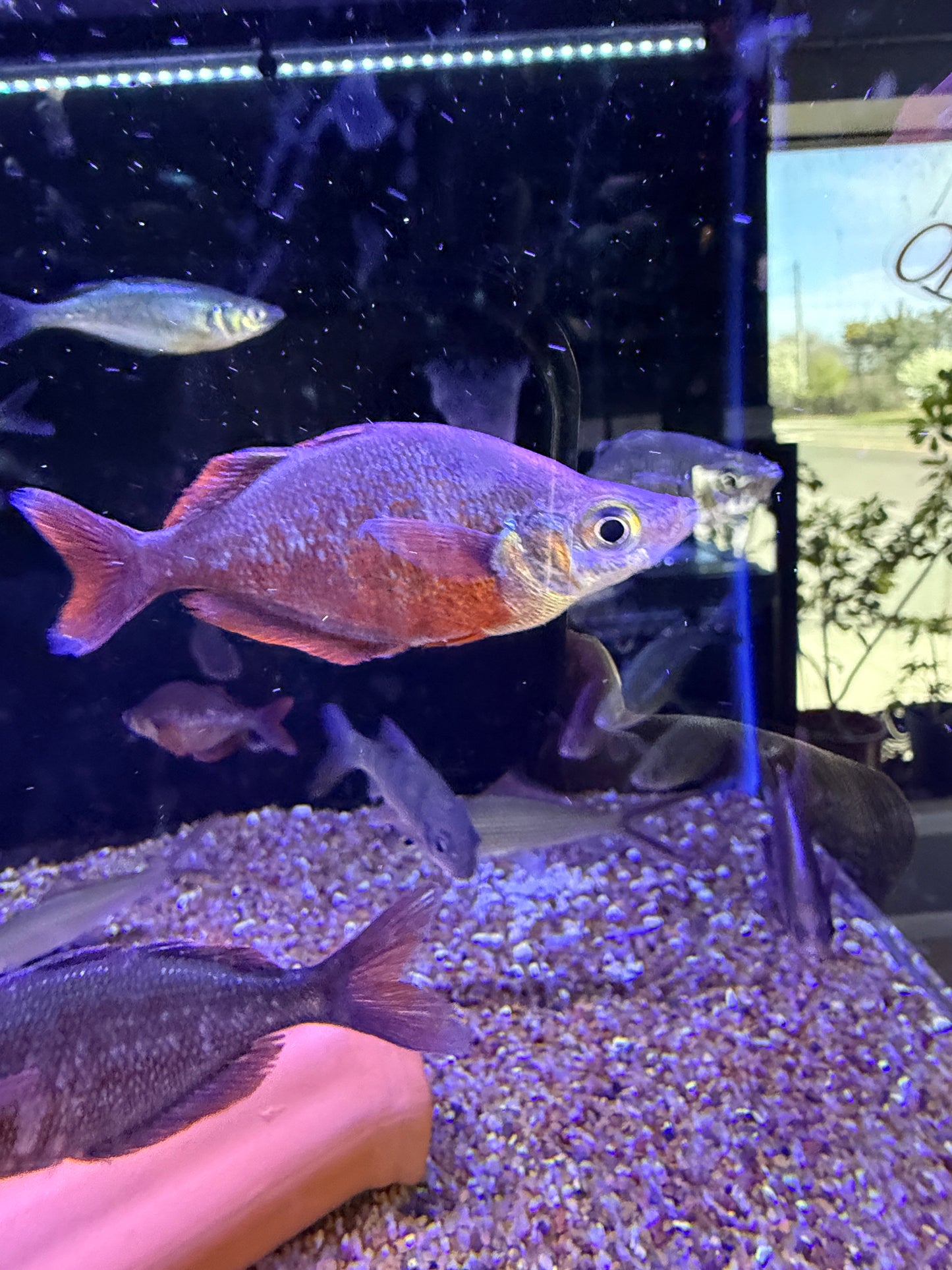 New Guinea Red Rainbow (Glossolepis incisus)