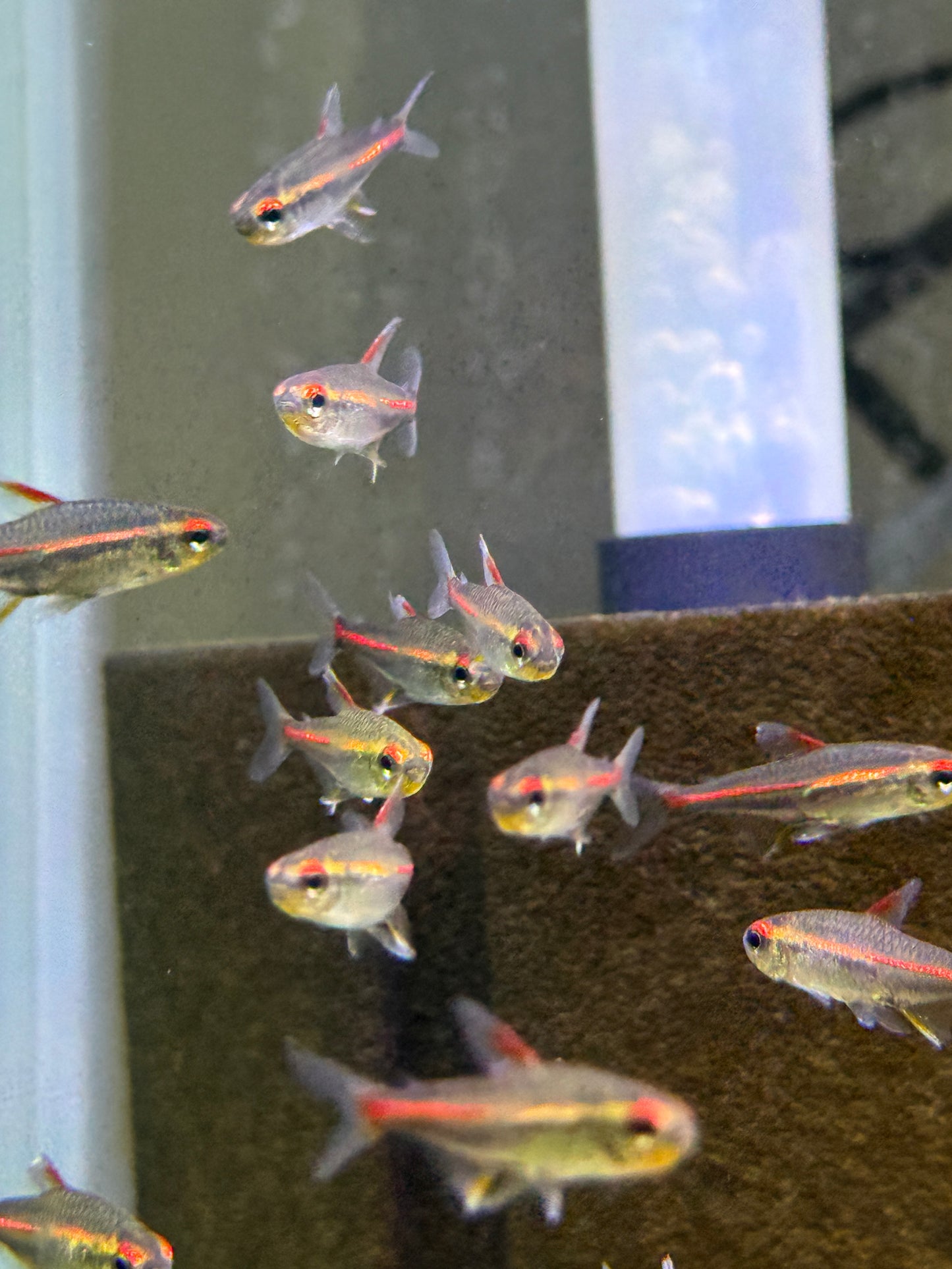 Glowlight Tetra (Hemigrammus erythrozonus)