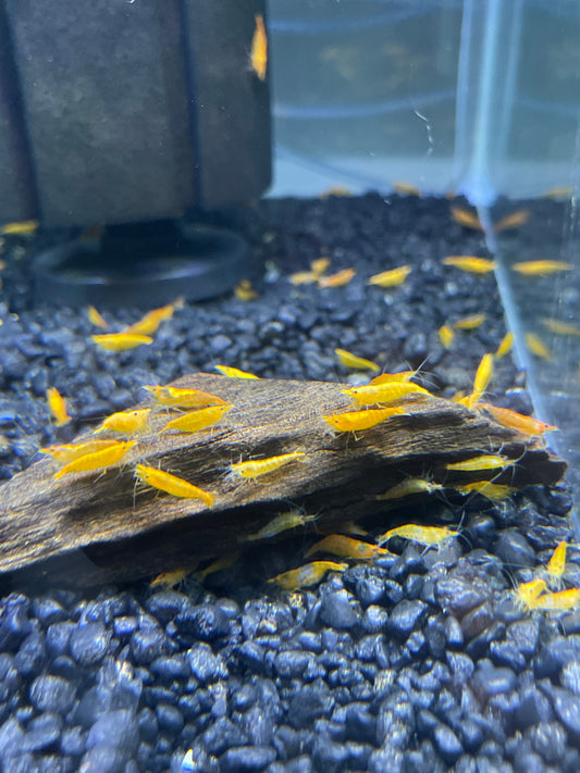 Orange Shrimp Neocaridina davidi