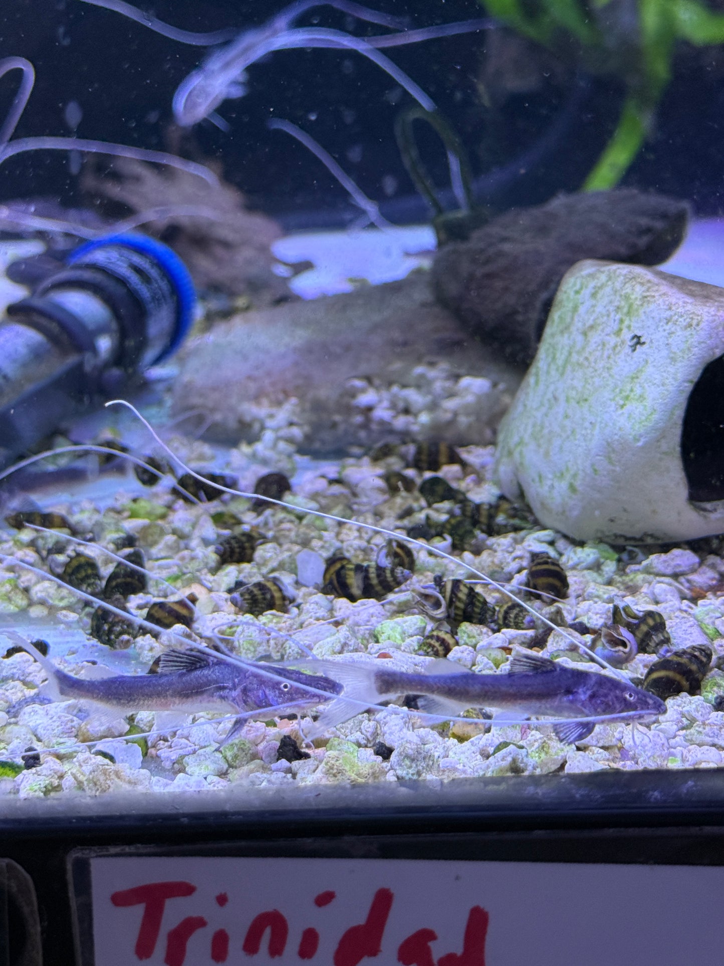 TRUE PIRAIBA CATFISH (BRACHYPLATYSTOMA FILAMENTOSUM)