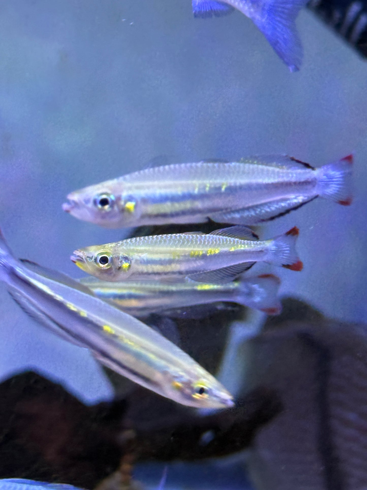 Madagascar Rainbow (Bedotia madagascarensis)