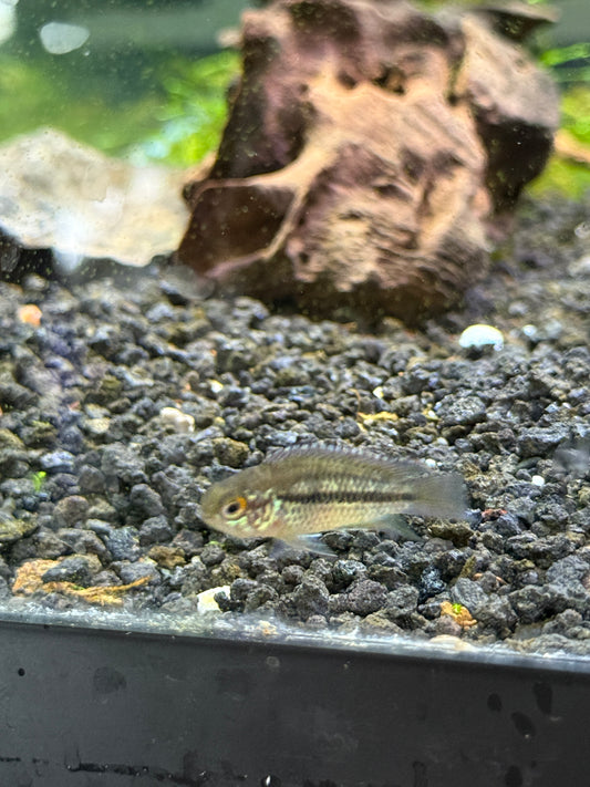 Nanacara Anomala