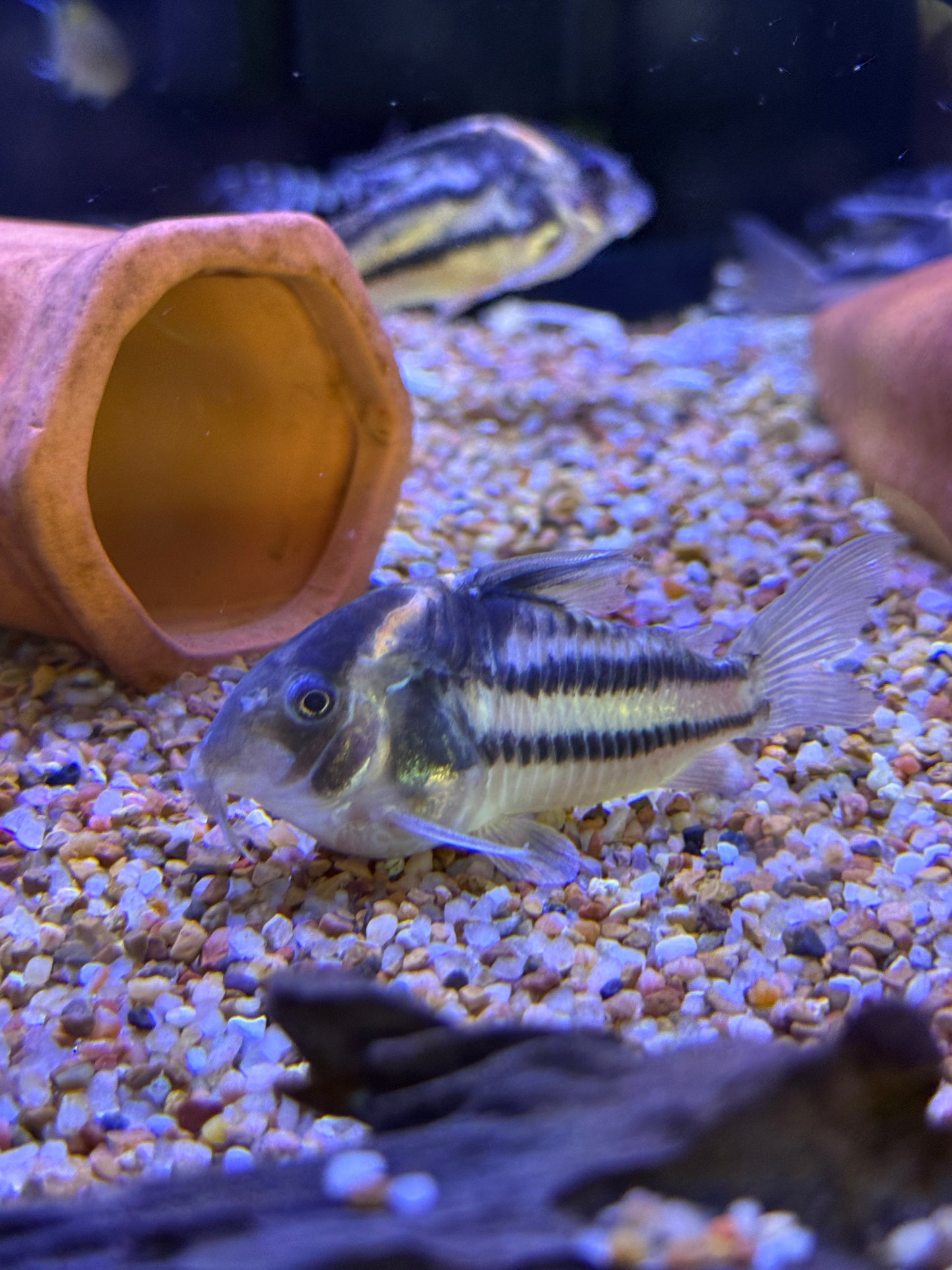 CW127 Super Parallelus Cory (Hoplisoma sp. CW127)