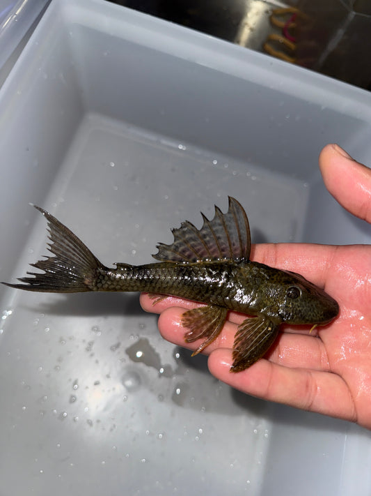 Wild Trinidad Pleco Hypostomus Plecostomus