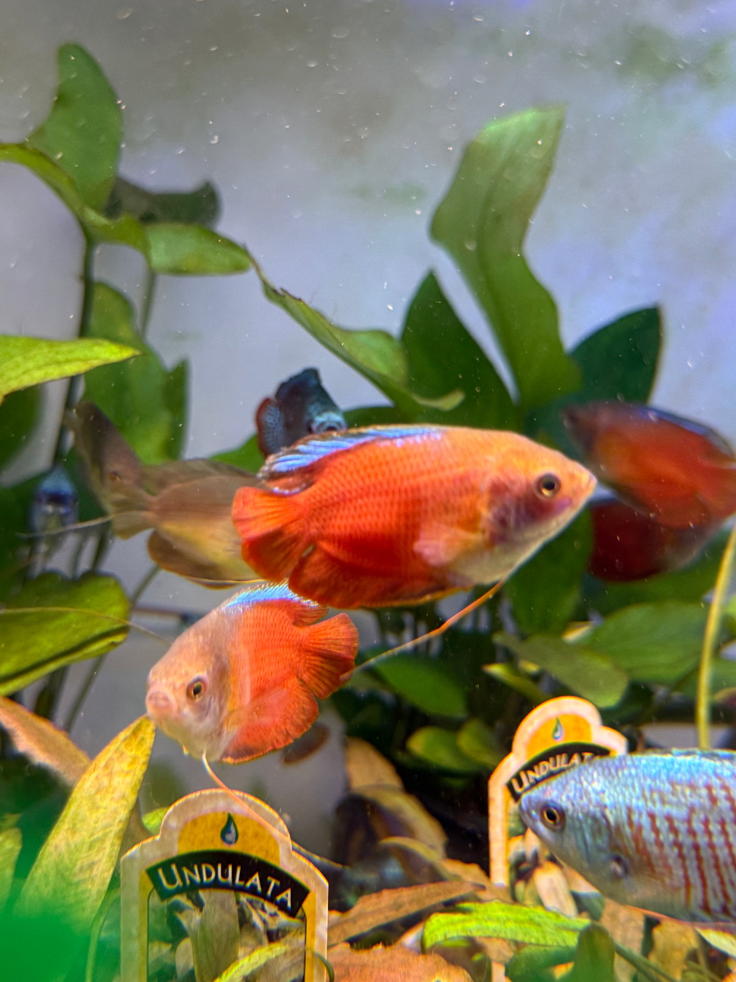 Dwarf Gourami  Trichogaster lalius