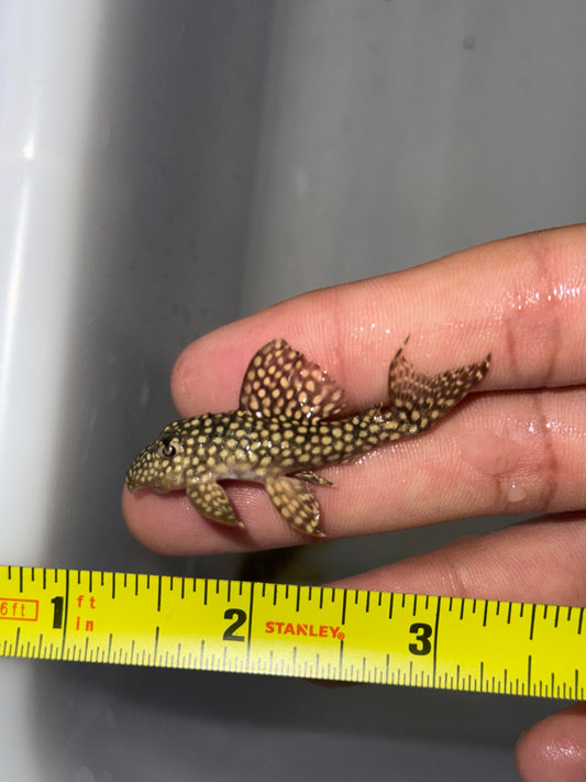 Big Spot Angelicus Pleco – (Hypancistrus sp. L136a)