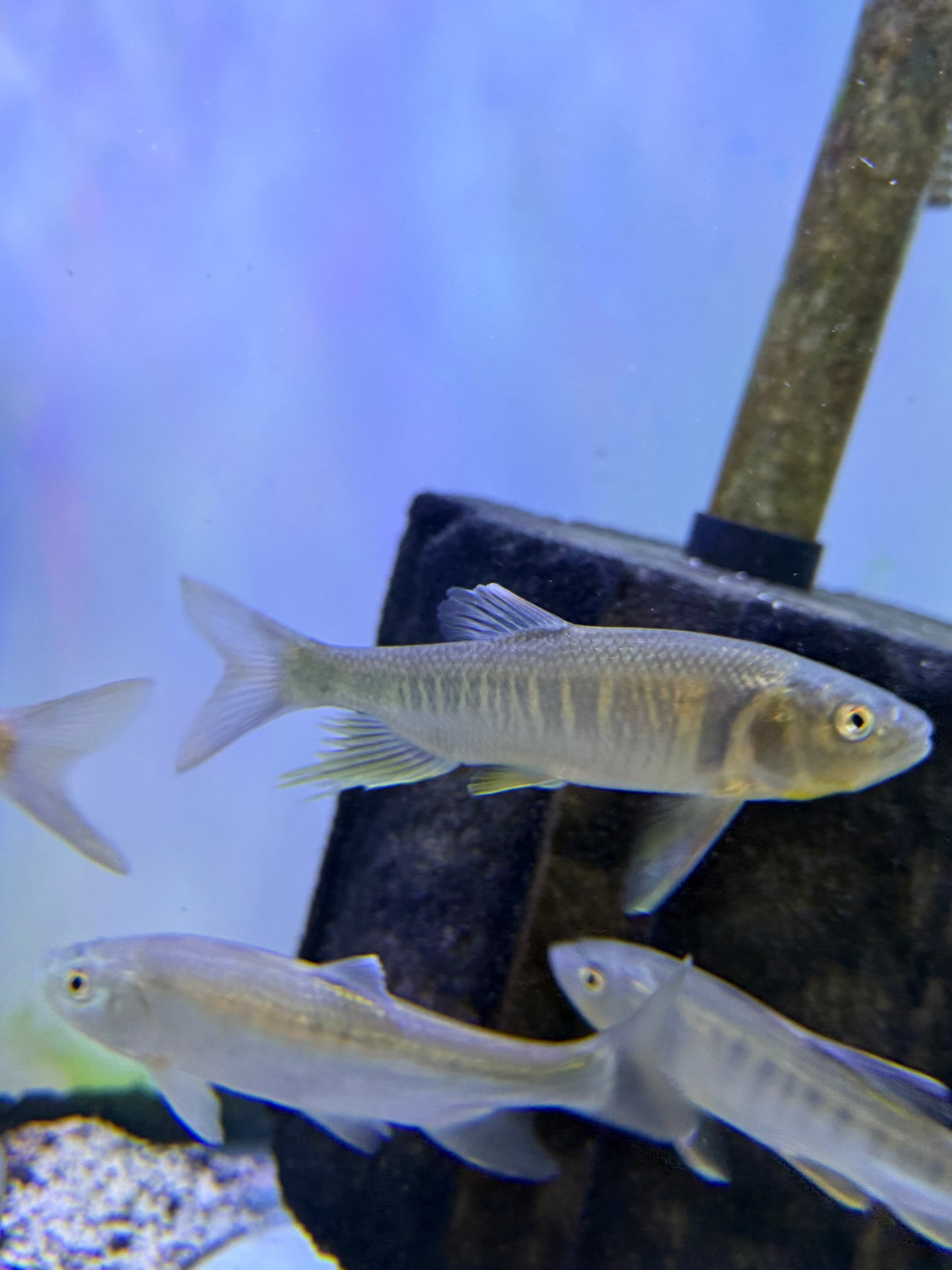 (Rare)Taiwan Zacco (Opsariichthys pachycephalus)