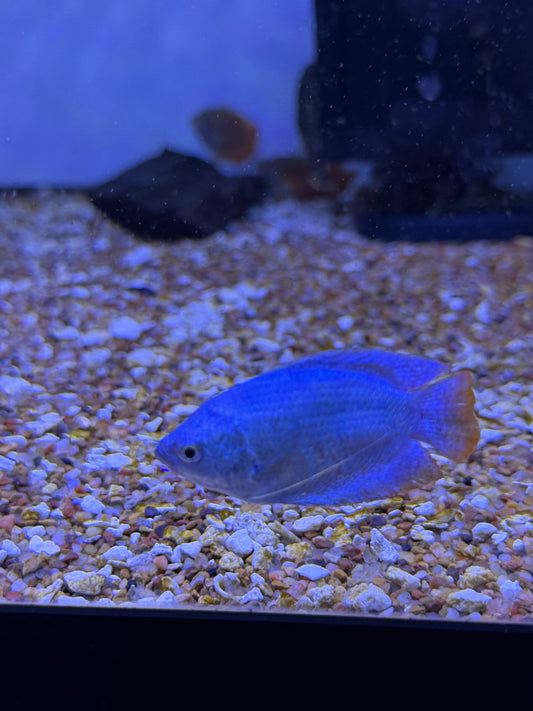 Powder blue Dwarf Gourami