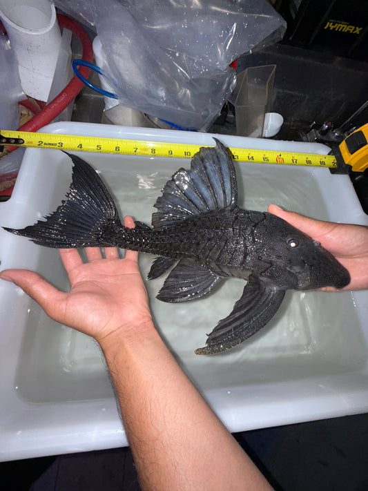 L203 Titanic Pleco (Panaque schaeferi)