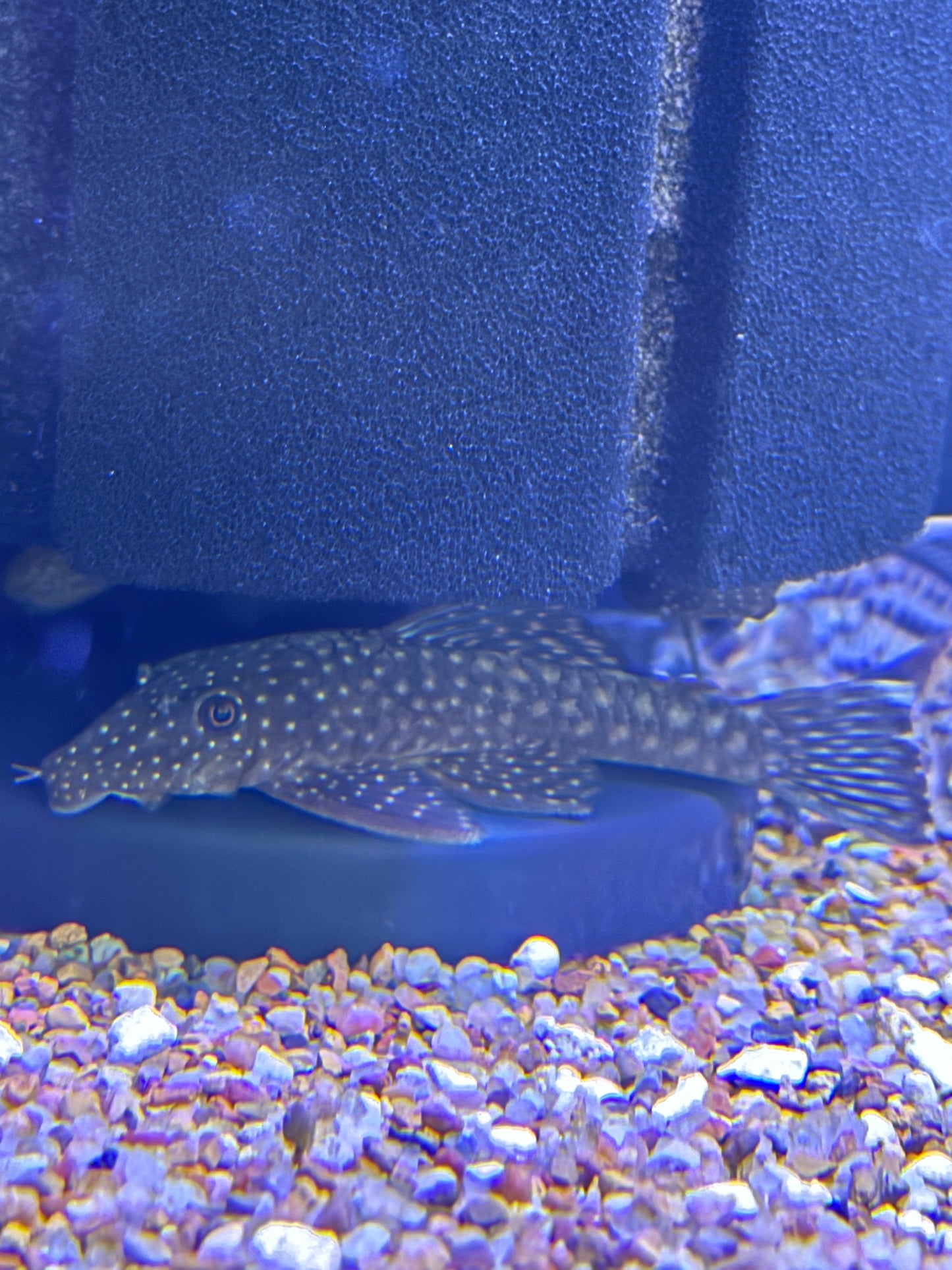 Ancistrus sp. LDA45 / L349
Green Spot Momon Bristlenose Pleco Bushy/Bristle Nose Peru