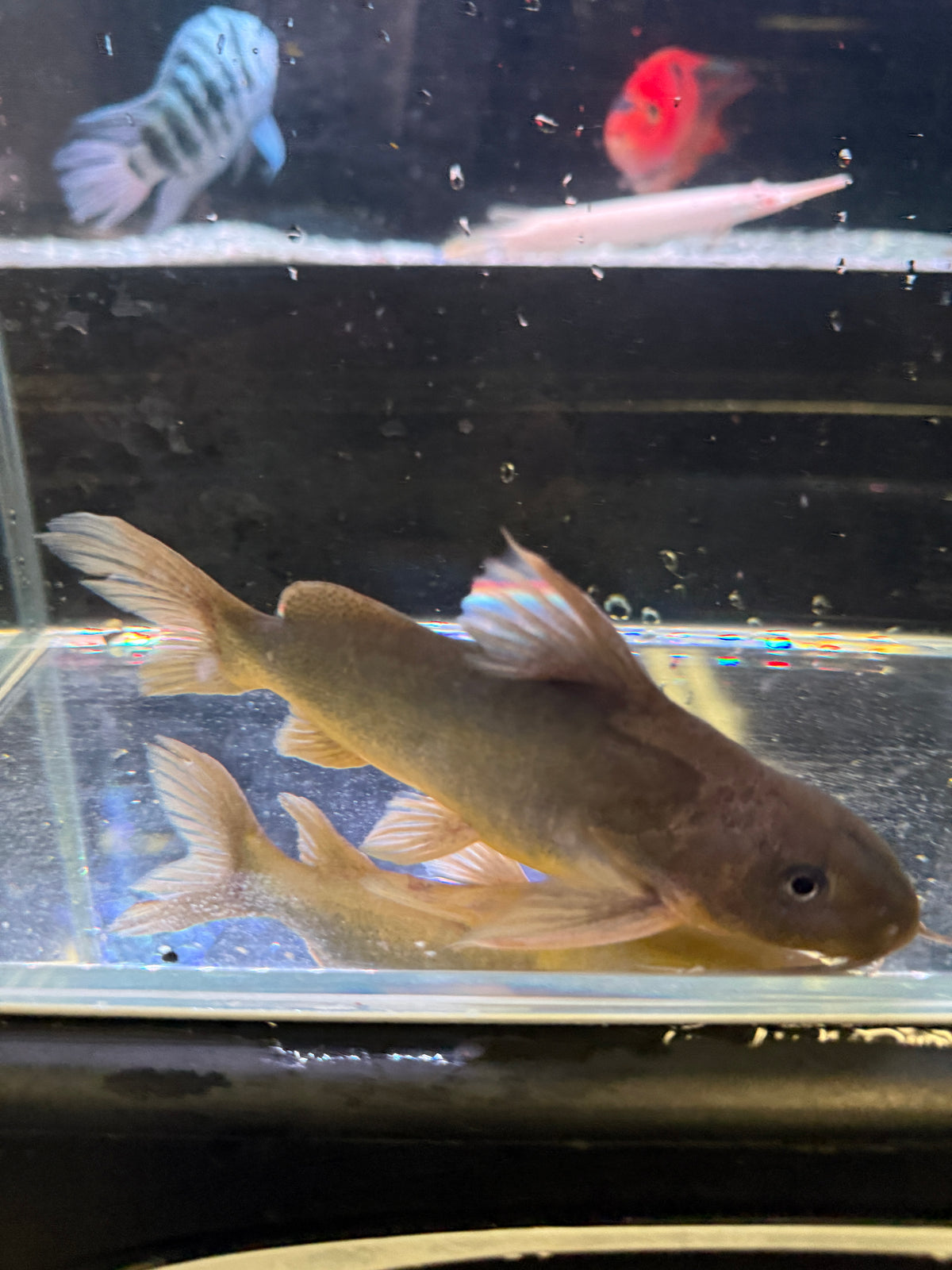 Synodontis punctifer