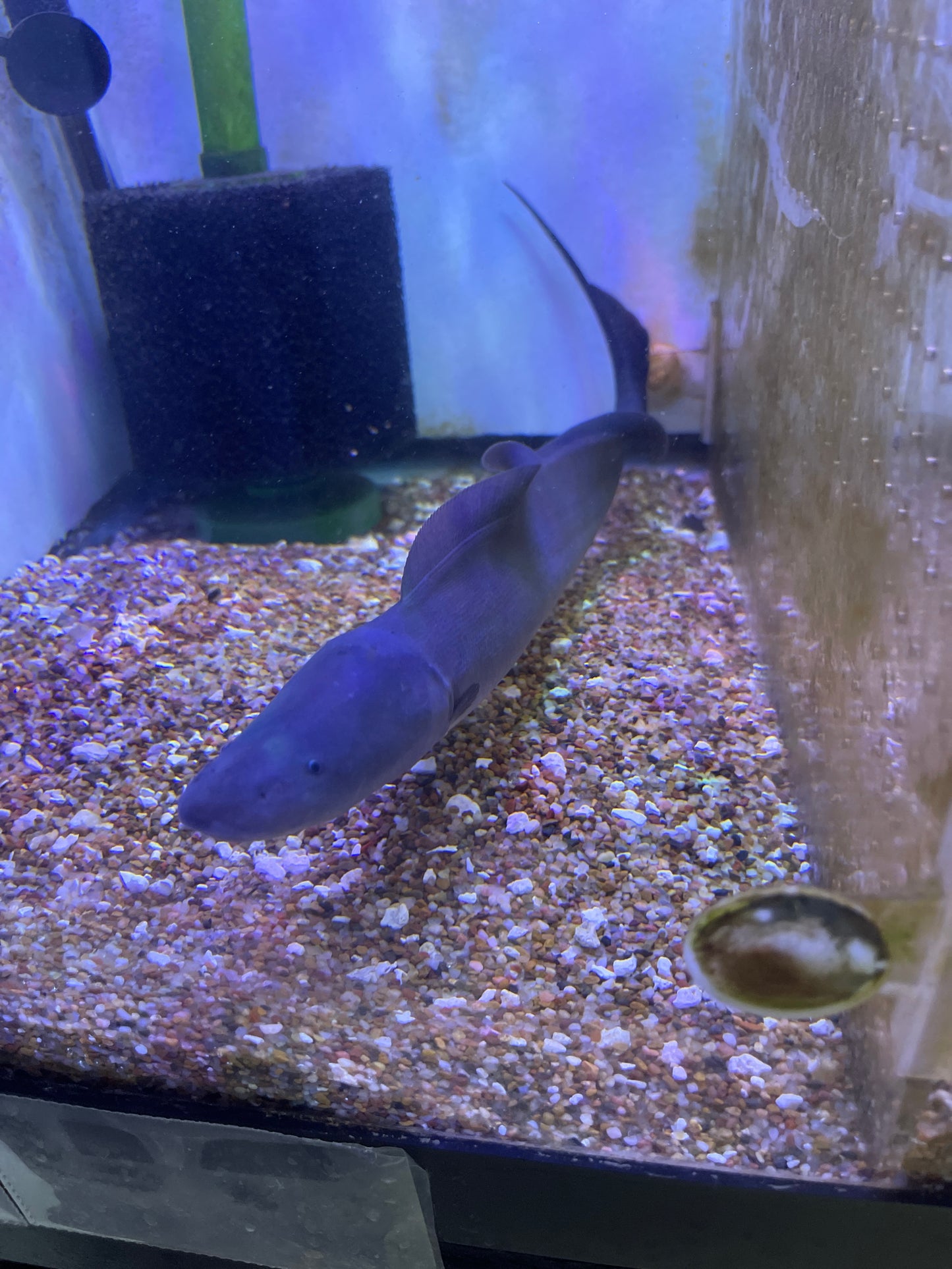 Aba aba Knife fish