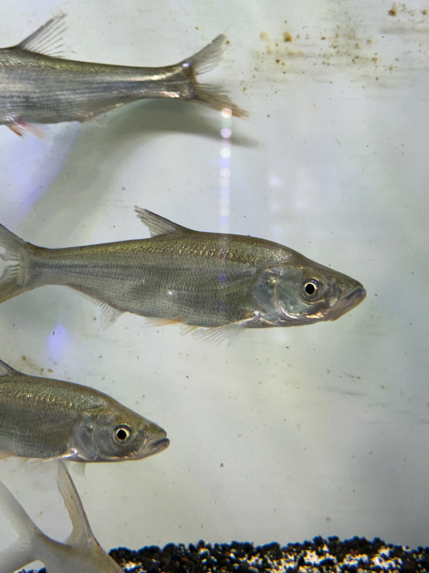 Mongolian redfin (Chanodichthys mongolicus)