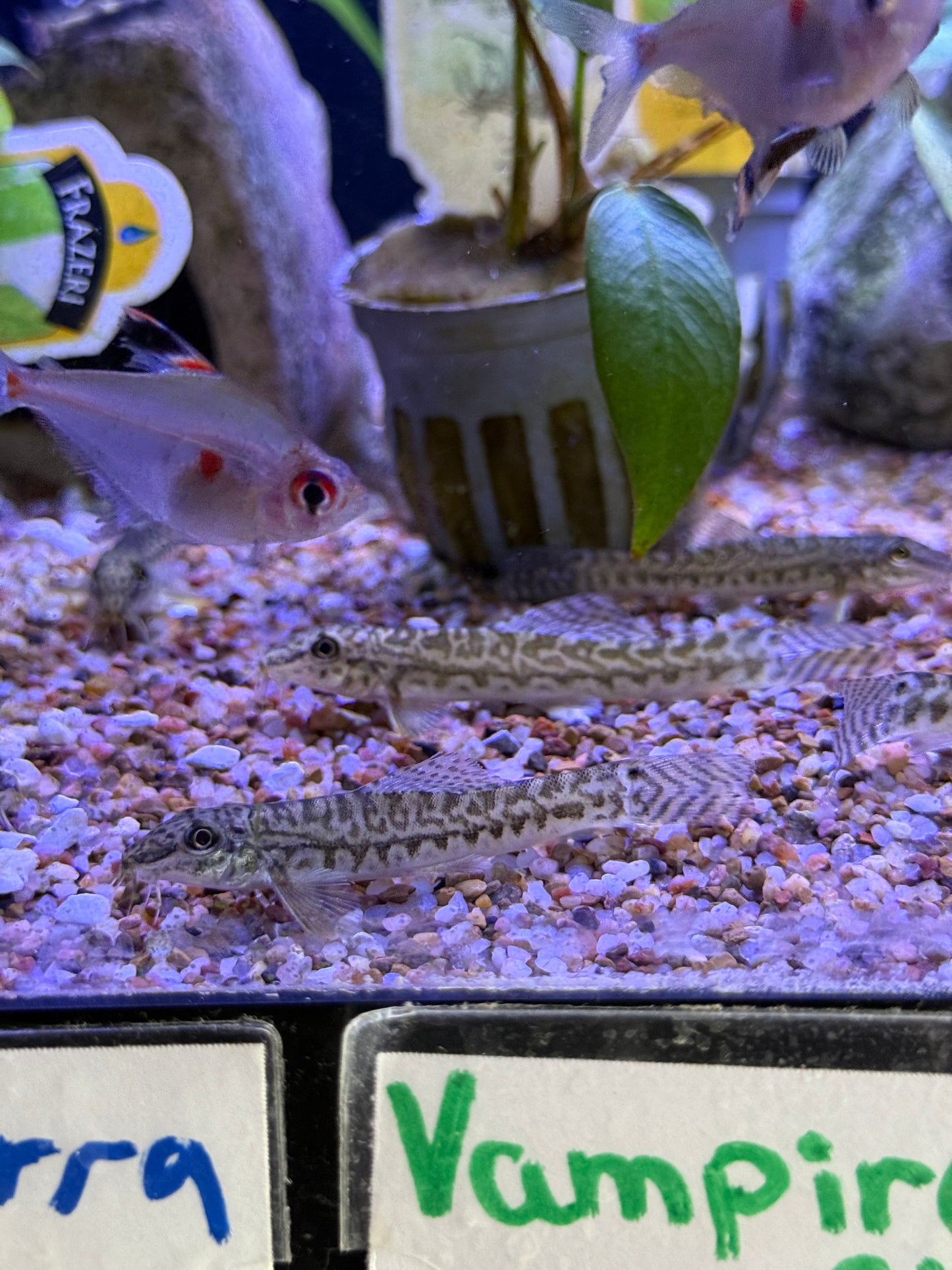Acanthocobitis botia Zipper Loach Mottled Loach