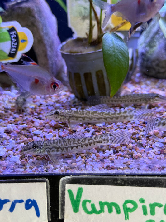 Acanthocobitis botia Zipper Loach Mottled Loach