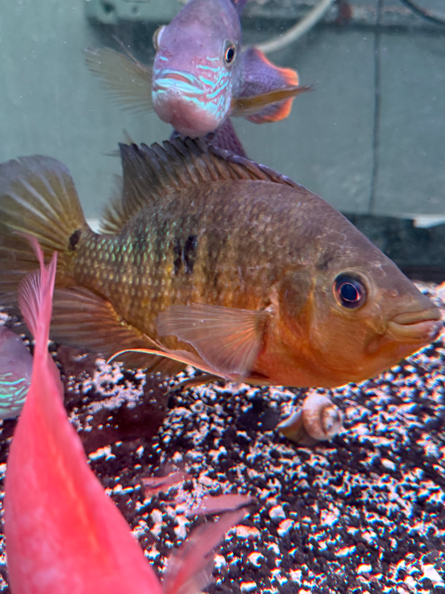 Jumbo Basketmouth Cichlid (Caquetaia spectabilis)