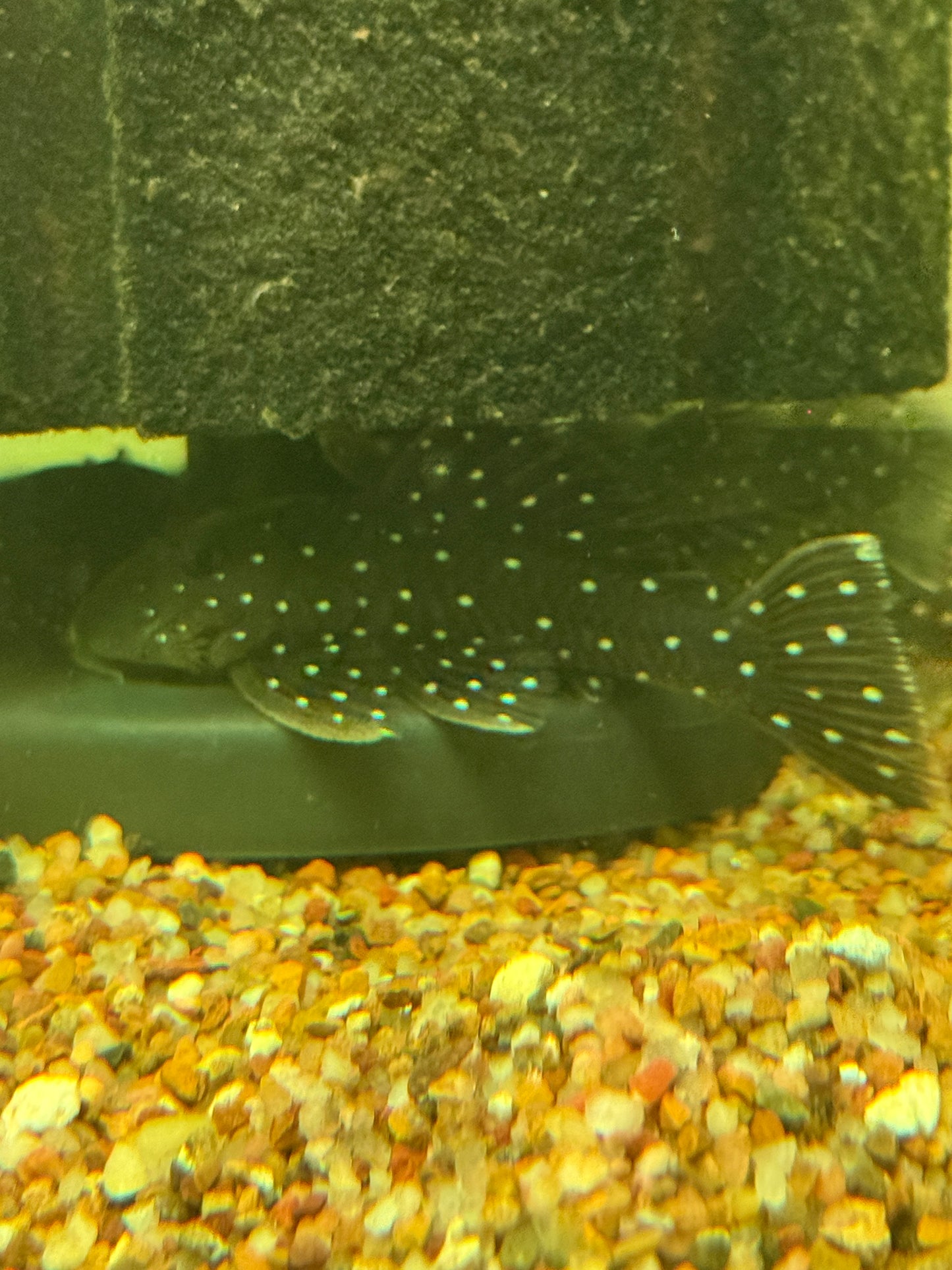 Peppermint Pleco (L030 / L031) (Parancistrus nudiventris)