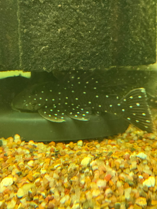 Peppermint Pleco (L030 / L031) (Parancistrus nudiventris)
