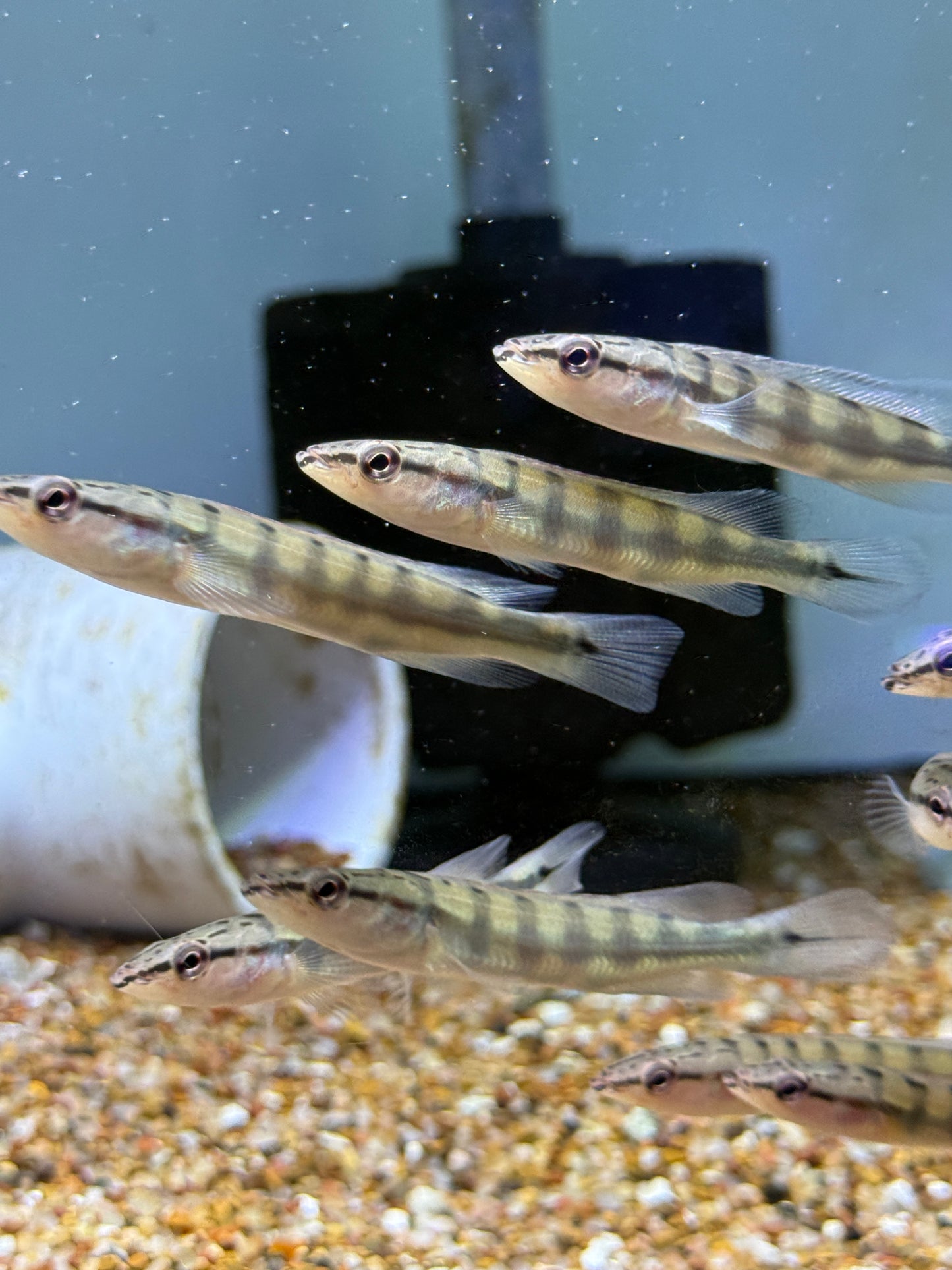 Killer Deal !! Lenticulata Pike Cichlid (Crenicichla Lenticulata)