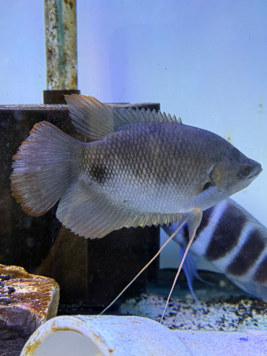 Red tail giant Gourami