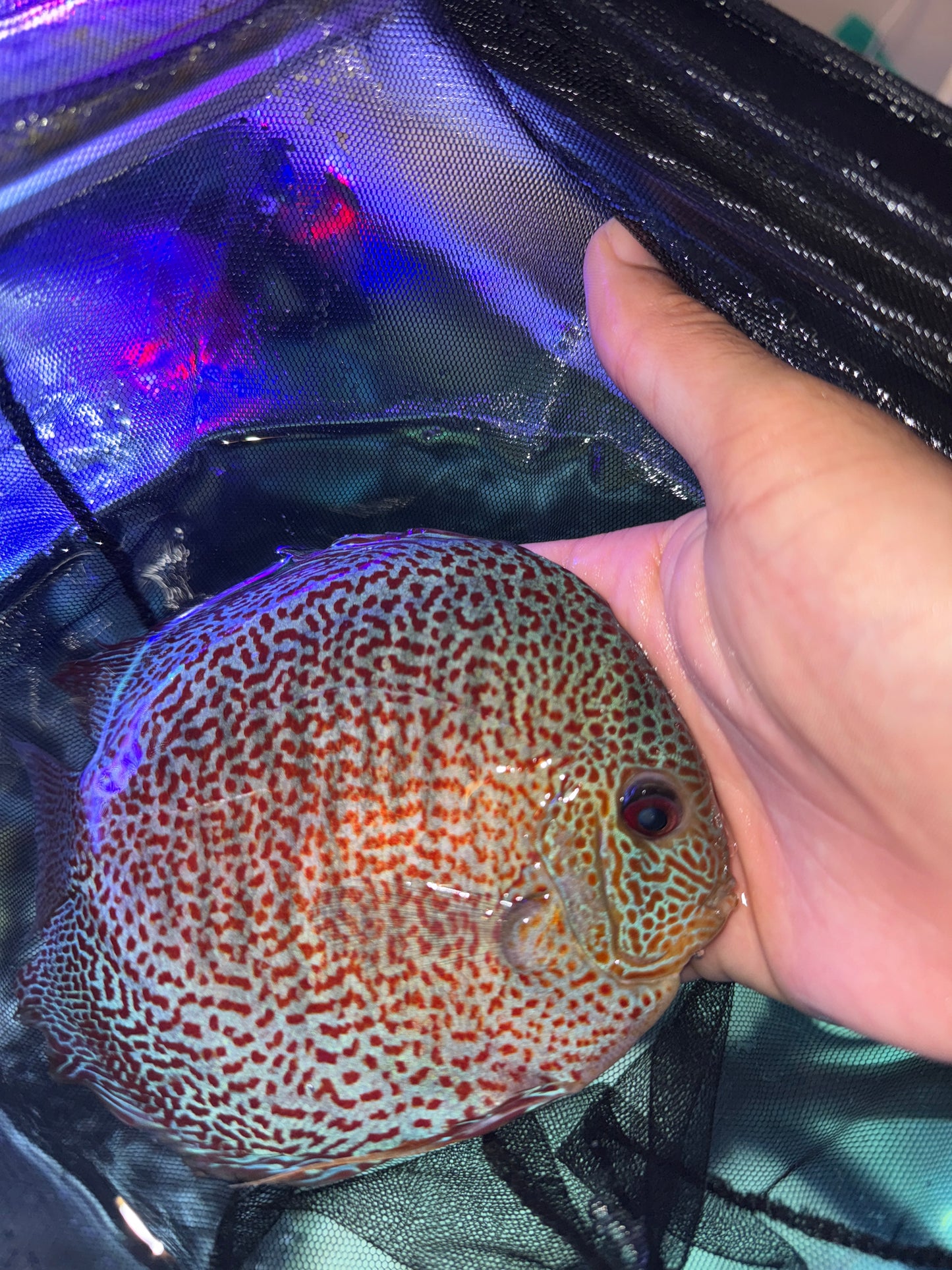 Full Spot Snake Skin Discus