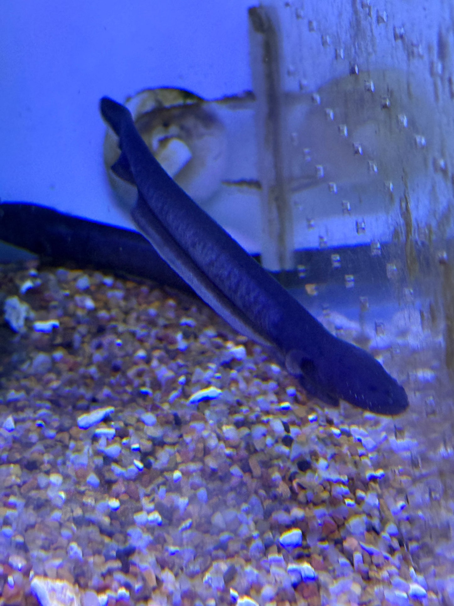 Electric eel (Electrophorus electricus)