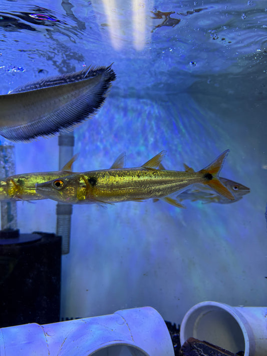 Red Tail Barracuda (Acestrorhynchus Falcatus)