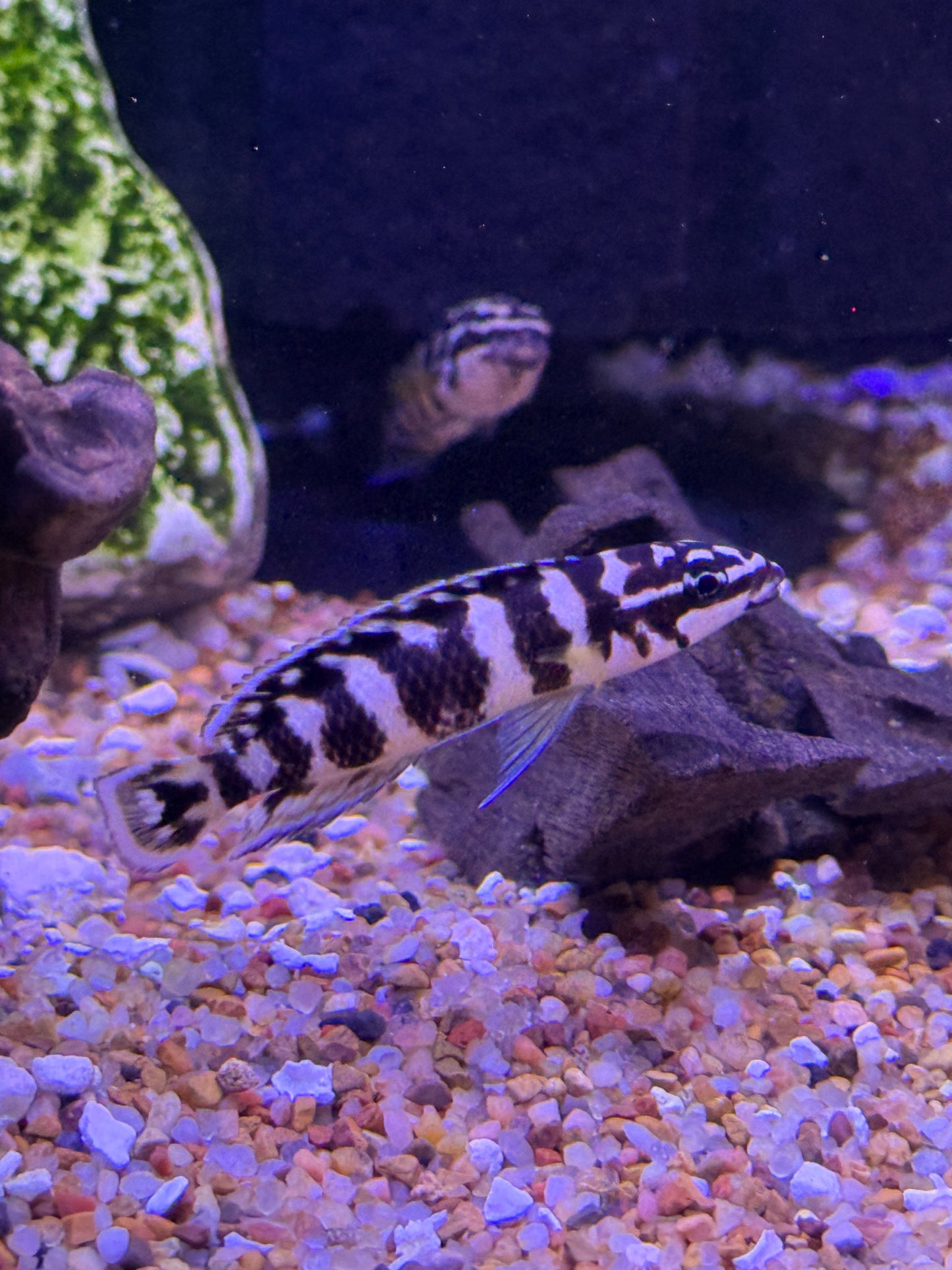 "Julli Gombi"  Julidochromis transcriptus "Gombi"