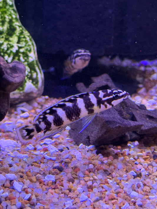 "Julli Gombi"  Julidochromis transcriptus "Gombi"