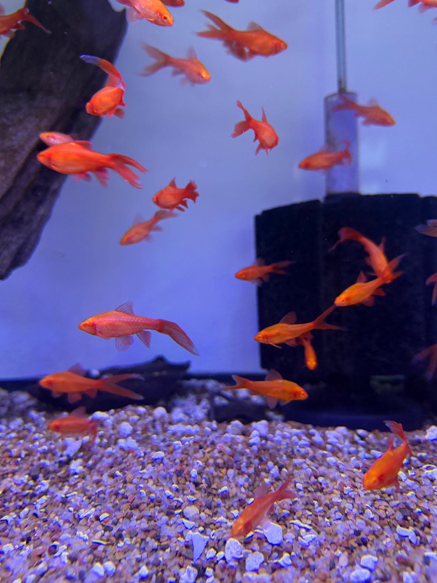 Super Red Albino Long Fin Cherry Barb
