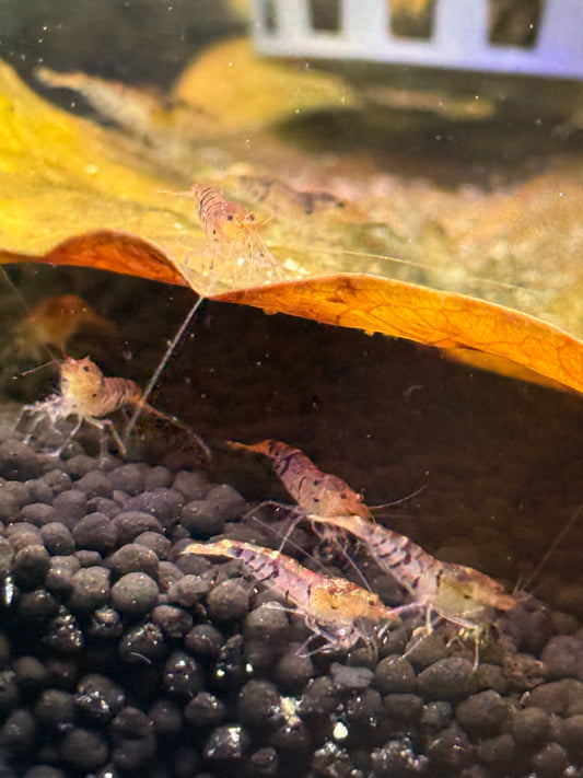 Tiger Shrimp Caridina cantonensis