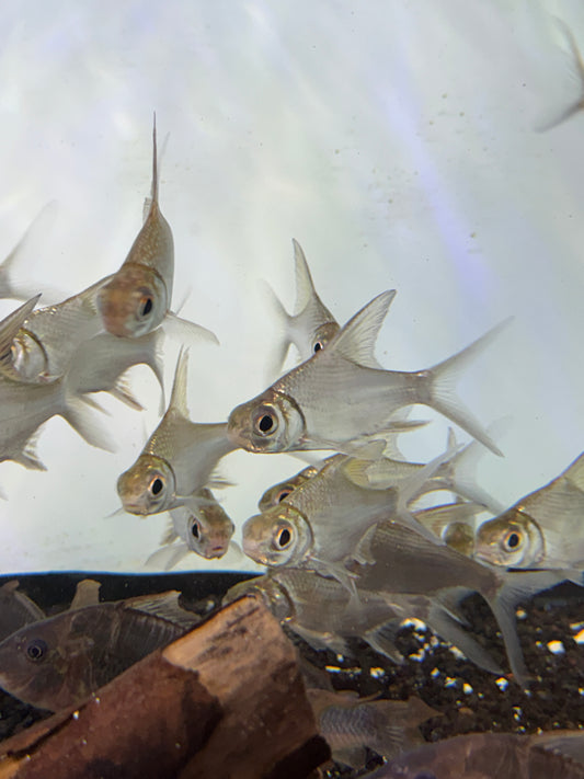 Rare! Puntioplites waandersi Barb