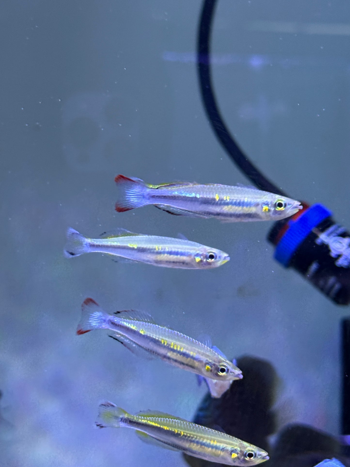 Madagascar Rainbow (Bedotia madagascarensis)