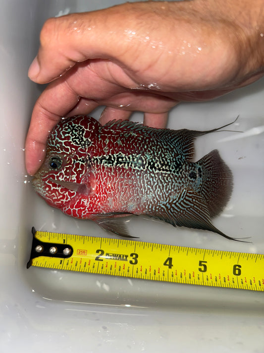 #4 Super Red Dragon Flower Horn