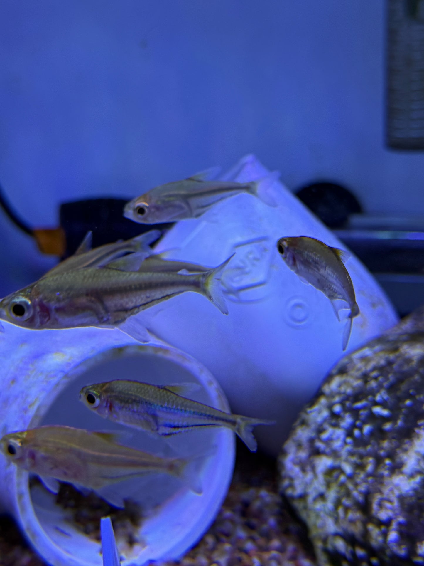 Blue Flash Glass Tetra (Heterocharax virgulatus)