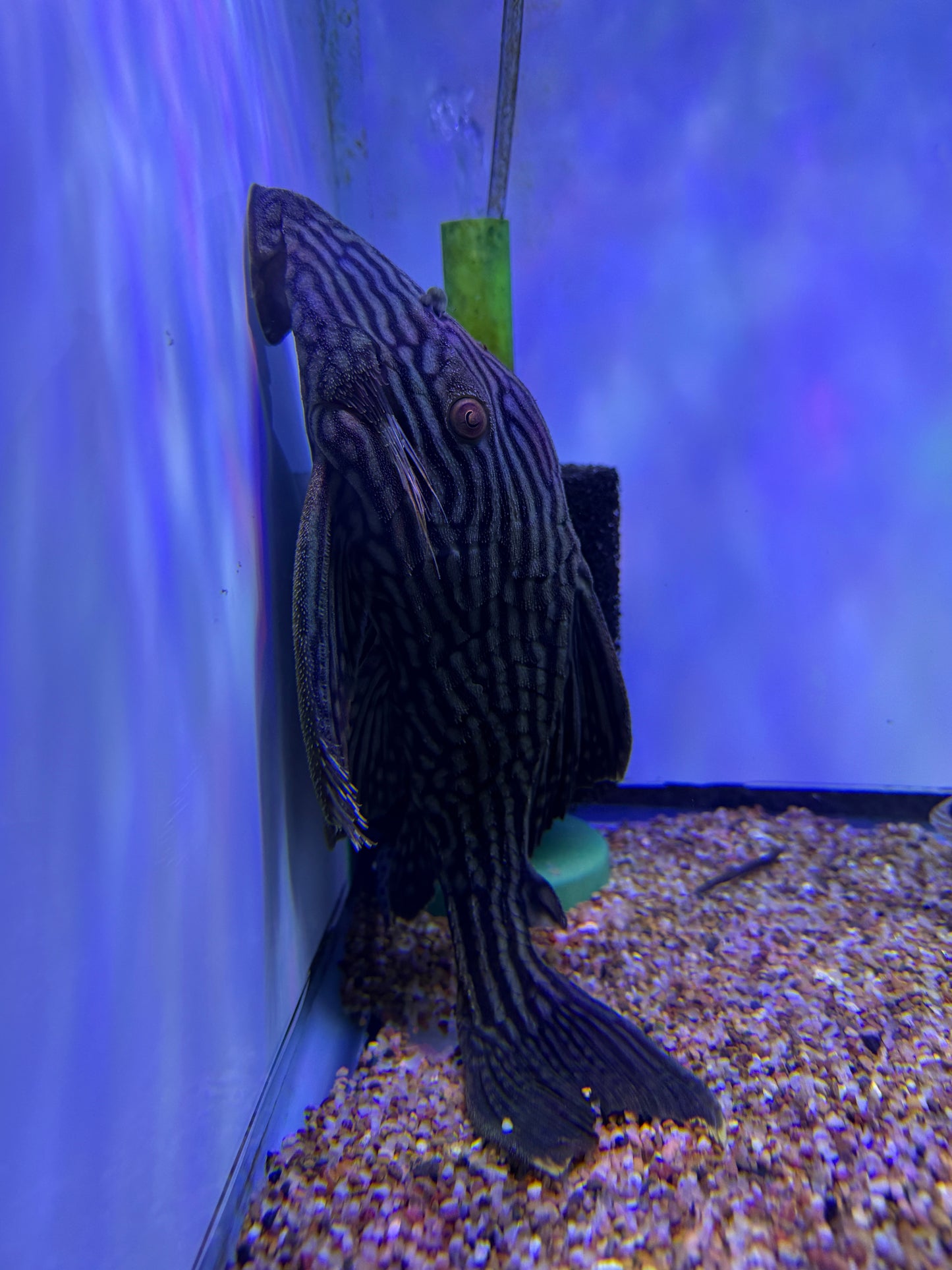 L330 Watermelon Pleco (Panaque Nigrolineatus Laurafabianae) Royal Pleco