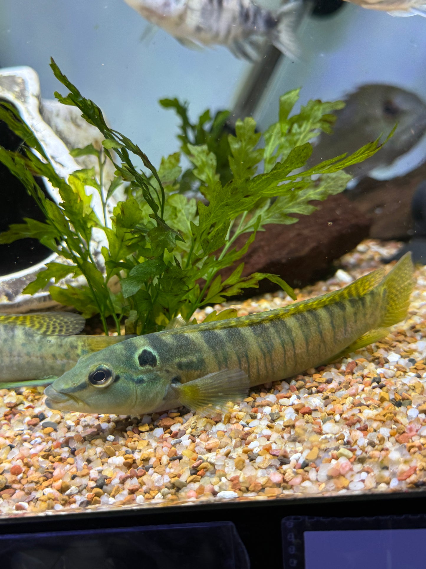 Crenicichla hadrostigma  missioneira Pike Cichlid