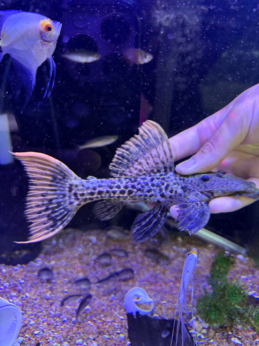 Super red L273  Titanic Pleco (Pseudacanthicus sp. L273)