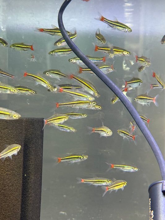 RASBORA – BRILLIANT / BLACKLINE / RED-TAILED
Rasbora borapetensis