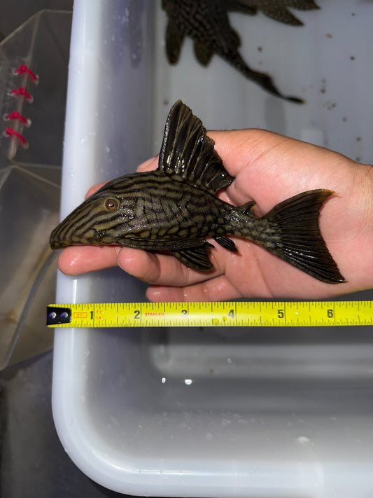 L330 Watermelon Pleco (Panaque Nigrolineatus Laurafabianae) Royal Pleco