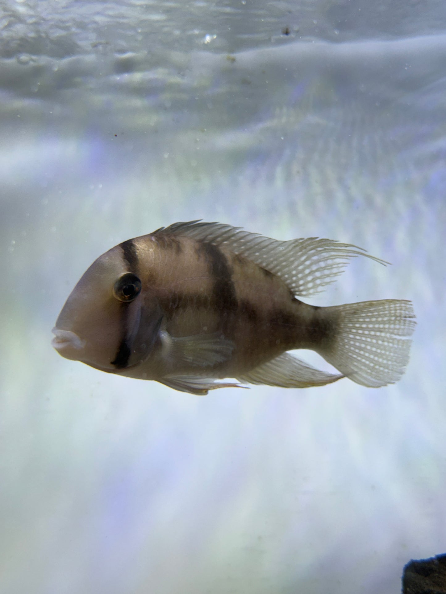Bandit Cichlid (Guianacara dacrya)